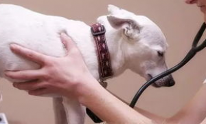 什么是犬细小病毒性肠炎？