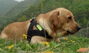 被遗弃的拉布拉多犬，营救了被遗弃的婴儿，成为警犬搜救犬