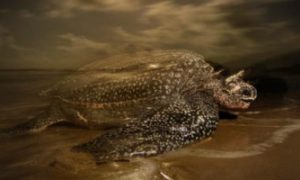 棱皮龟是体型最小的海龟吗