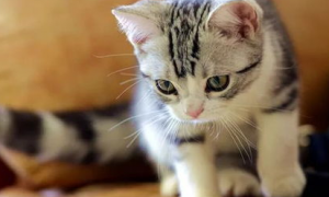 猫咪吃猫条上瘾了怎么办呢？
