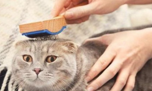 猫咪毛打结成团怎么办？猫的毛结成一坨一坨？