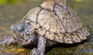 巨头麝香龟寿命多长?巨头麝香龟的寿命?