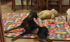 小杜宾犬被踩成偏瘫，被好运收养后它越来越超听话，从不容易乱尿尿