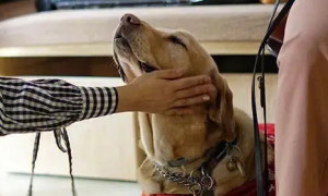 导盲犬：平凡而卓越的工作犬！