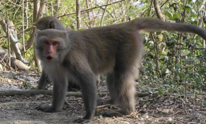 一文详解：西比路岛猕猴是什么？