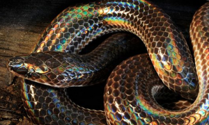 中国特有的五彩斑斓还会反光的闪鳞蛇你见过吗？现已是濒危物种！