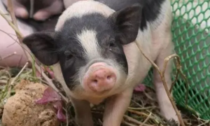 小耳猪是什么猪？小耳猪养殖方法是什么？