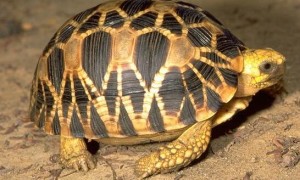 不知道缅甸星龟能活多久？看这里