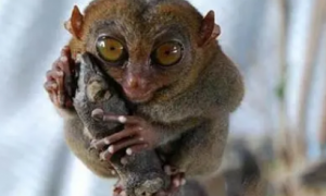 印尼发现消失85年后的侏儒眼镜猴