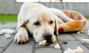 导致狗狗拉肚子的原因有很多，狗狗拉肚子腹泻的原因分析