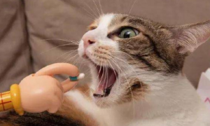 猫咪临床用药的注意事项，宠物那些事儿！