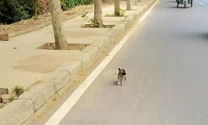 野外偶遇流浪狗，一路追车2公里，怎么甩都甩不掉，狗：带我走吧