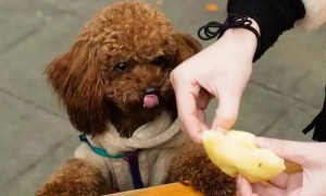 这10种蔬果狗狗“不可以吃”，比较严重的可至死