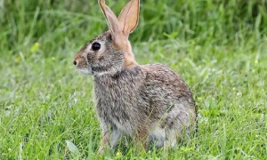 沙漠棉尾兔喂什么饲料 可吃草灌木叶和仙人掌
