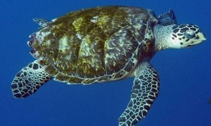 绿海龟的寿命有多长？你能想象到吗？
