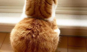 一只折耳小橘猫，背影萌翻好多人，而正面照也同样令人惊艳