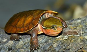 鹰嘴陆龟饲养方法，你知道多少？