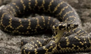 澳大利亚的悉尼盆地有一种盔头蛇，不仅长相风骚还有剧毒