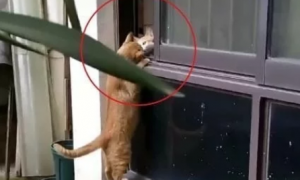两只猫咪依偎在一楼窗口，恰好被网友看到猫粮吃的噎得慌！
