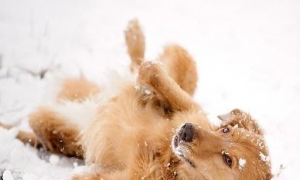 冬季狗狗护理注意事项是什么？来看看吧