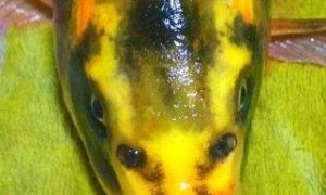 湖南发现罕见“人面鲤鱼” 更是有鼻子有眼