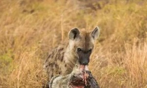 鬣狗咬死狮子的动作 | 超震撼 斑鬣狗干掉狮子 咬着断头四处游荡
