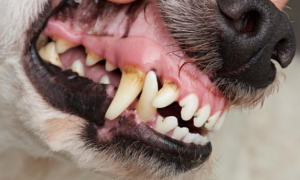 狗牙齿掉了怎么办？狗牙齿掉了还会长出来吗？