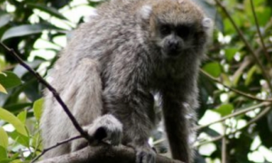 一种生活在南美洲的伶猴——安第斯伶猴