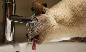 一只猫一天大概要喝多少水？你了解吗？