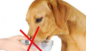 狗狗为什么不可以喝纯牛奶？看权威专家怎么讲