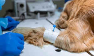 美国一宠物狗突发呼吸窘迫症，死后被查出感染新冠病毒