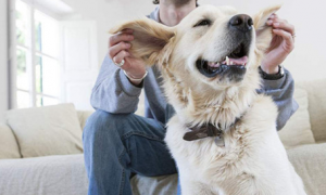 狗狗耳螨如何完全医治，狗耳螨如何治疗才不发作？