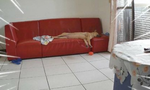 见爱犬豪迈睡姿躺在沙发 忍不住直呼想回家一起躺!