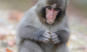 日本猕猴怎么养？你知道吗