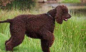 爱尔兰水猎犬的形态特征丨体型中等外表威风