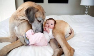 泪目！狗子与宝宝的那些友爱瞬间……
