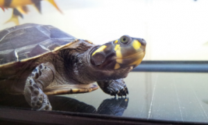 黄头侧颈龟能冬眠吗
