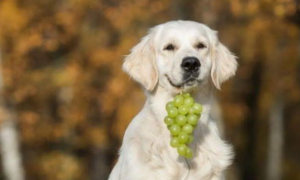 狗吃葡萄怎么办？狗吃葡萄有什么症状？