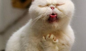 如果你的猫呕吐棕色液体怎么办？猫咪呕吐可能是生病或者食物过敏