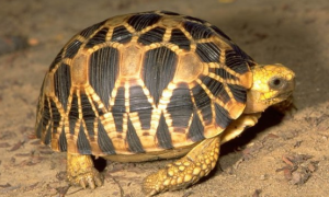 辐射陆龟和缅甸星龟的区别
