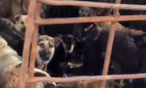 为防狗狗在狗肉节被吃 美籍华人掏11万救400只狗