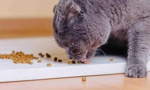猫咪科普|为什么猫狗粮不能混吃!