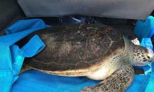 海龟救治无效死亡：体内竟有3kg海洋垃圾