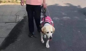 10岁退役导盲犬不愿与主人分开，临行前…它拼命爬回主人脚边！