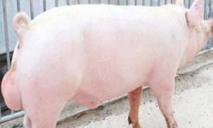 今日科普：内蒙古白猪的品种特性与价值