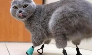 猫坚强流浪猫四肢冻伤后被截肢，移植3d打印假肢又重新站起来