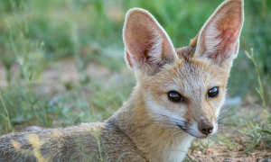 南非狐是保护动物吗？一文告诉你