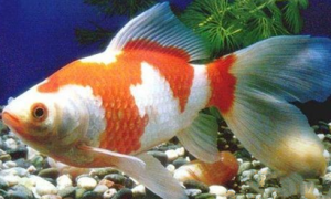 红白草金鱼怎么养 保持一个恒温的环境