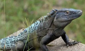 今日科普：古巴鬣蜥是几级保护动物？