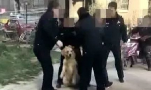 狗被抓了没有狗证怎么办？狗被警察抓走了还能要回来吗没有狗证？